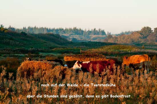 tversted-_kuh-6
