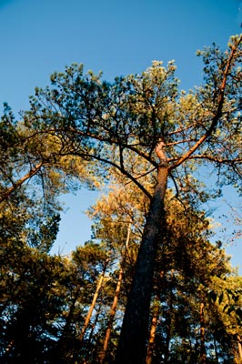 tversted_6088