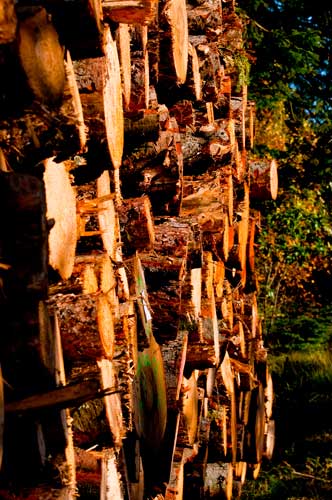 wald_6185-2