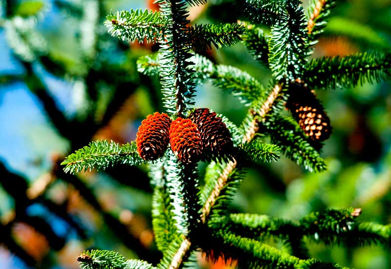 wald_6190