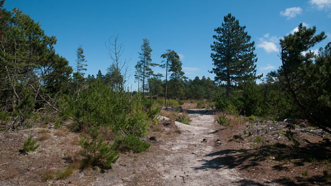 hundeskov26