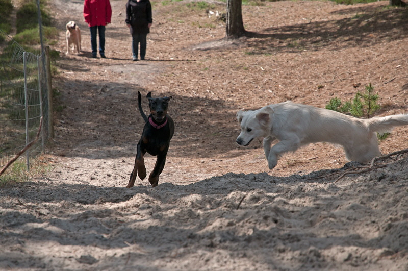 hundewald13