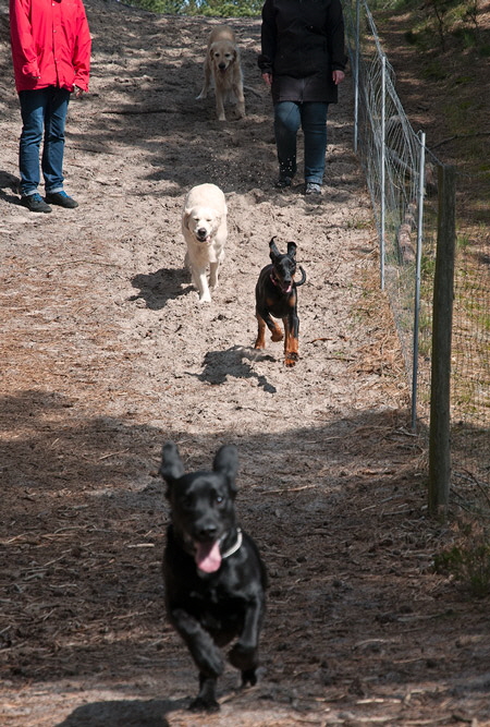 hundewald25
